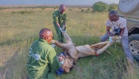 Kenyas legendary hunter lion Lorkulup succumbs to injuries sustained in hunt