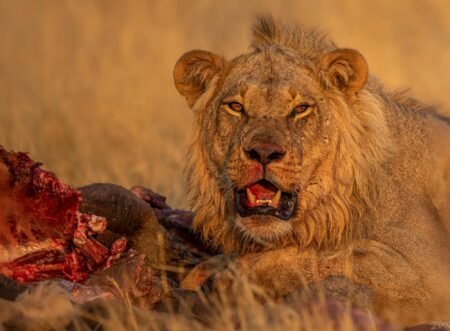 Lion kills 14 year old girl in Nairobi National Park confirms KWS