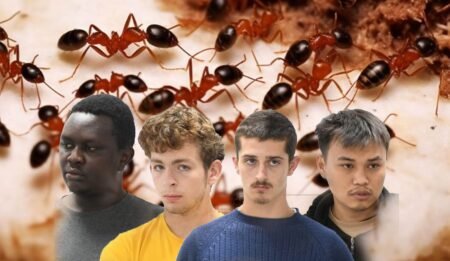 Kenyan court gives ant smugglers choice of $7,000 fine or face 1 year in prison