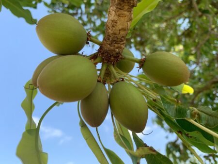 Shea Nuts tree