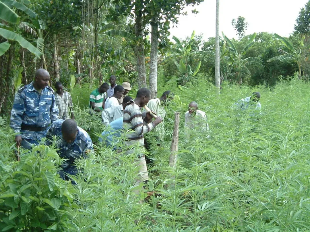 Uganda licenses farm to grow marijuana for medical use, under strict police supervision 1 Uganda licenses farm to grow marijuana for medical use