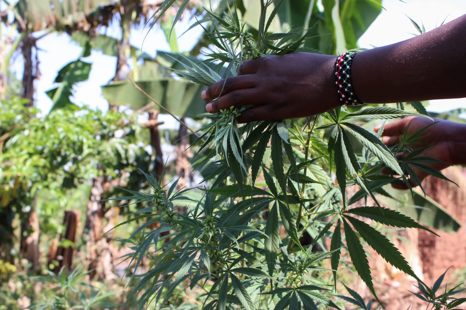 Uganda licenses farm to grow marijuana for medical use, under strict police supervision Uganda marijuana for medical use