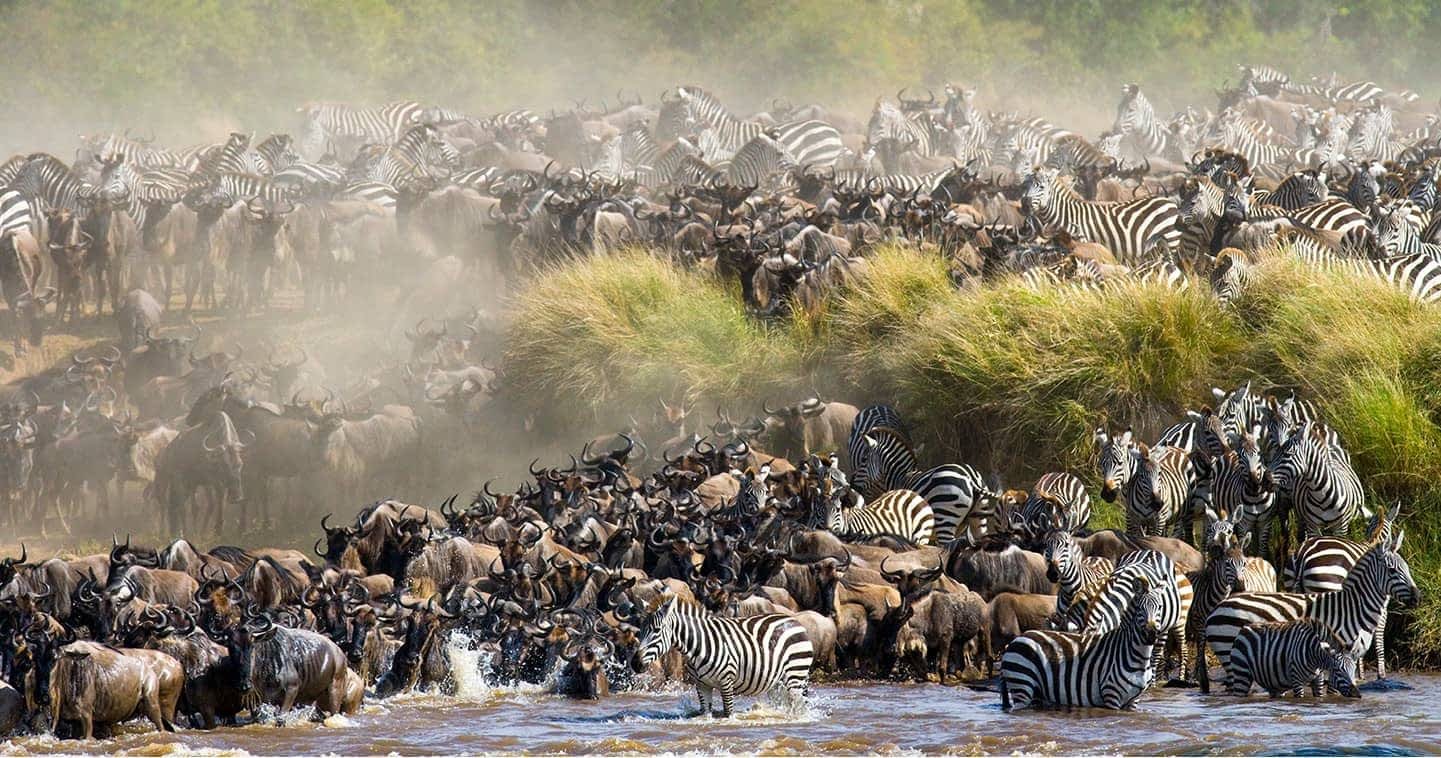 Maasai Mara enters World Book of Records for hosting largest terrestrial wildlife migration