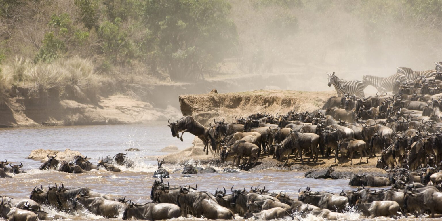 Maasai Mara enters World Book of Records for hosting largest terrestrial wildlife migration