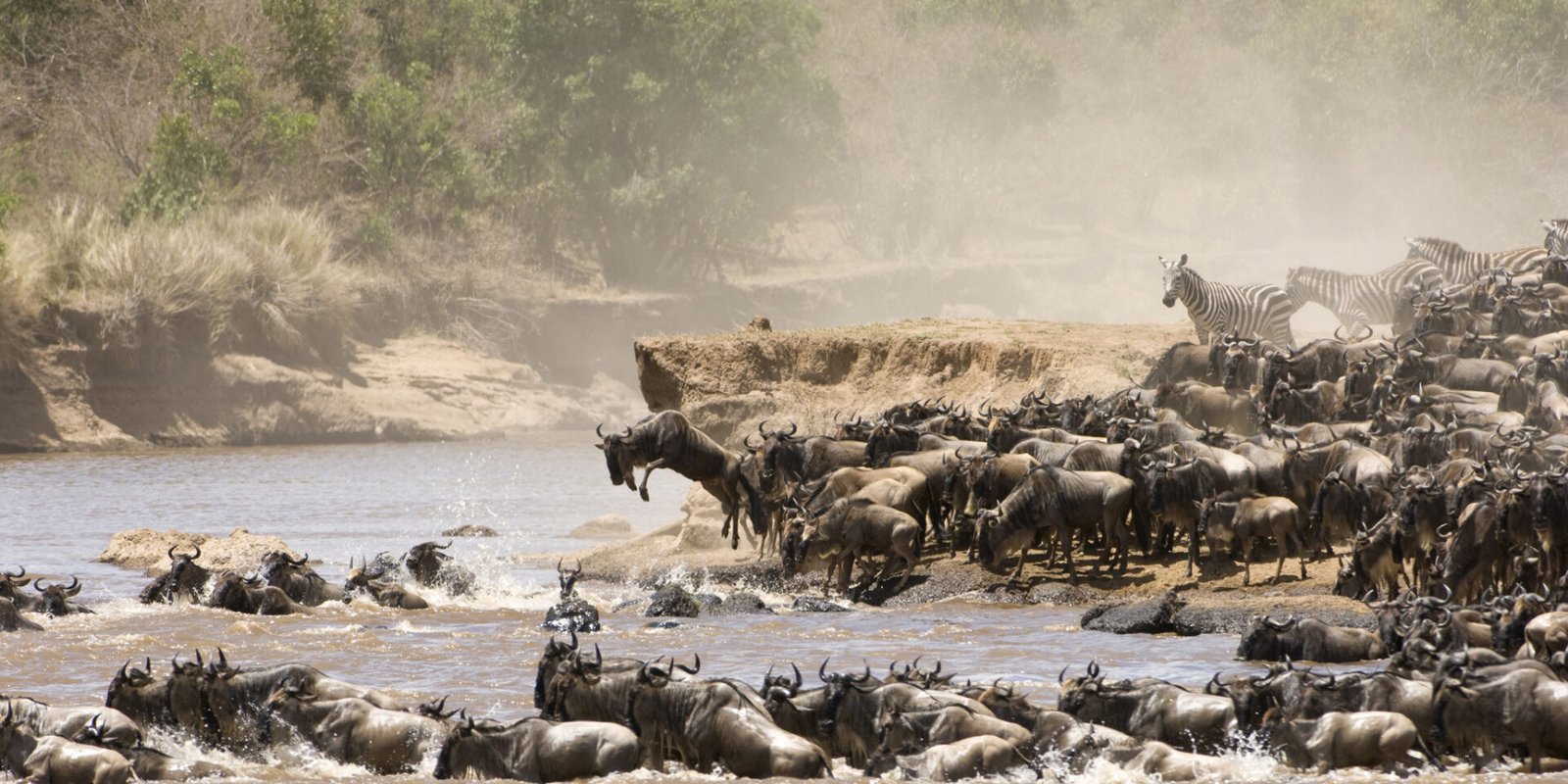Maasai Mara enters World Book of Records for hosting largest terrestrial wildlife migration