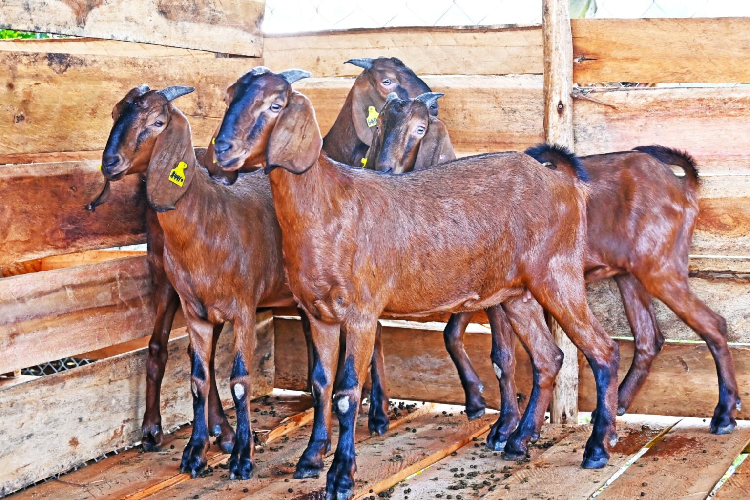 Police probe mysterious deaths of 60 goats in Kitgum after vaccination