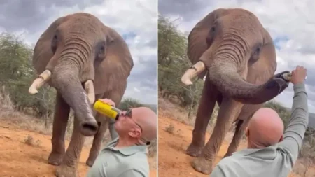 Spanish tourist sparks outrage for pouring beer down elephant’s trunk in Kenya Spanish tourist sparks outrage for pouring beer down elephant's trunk in Kenya