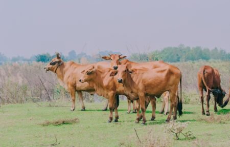 Uganda to import improved cattle breeds from Kenya, launches new anti-tick vaccine
