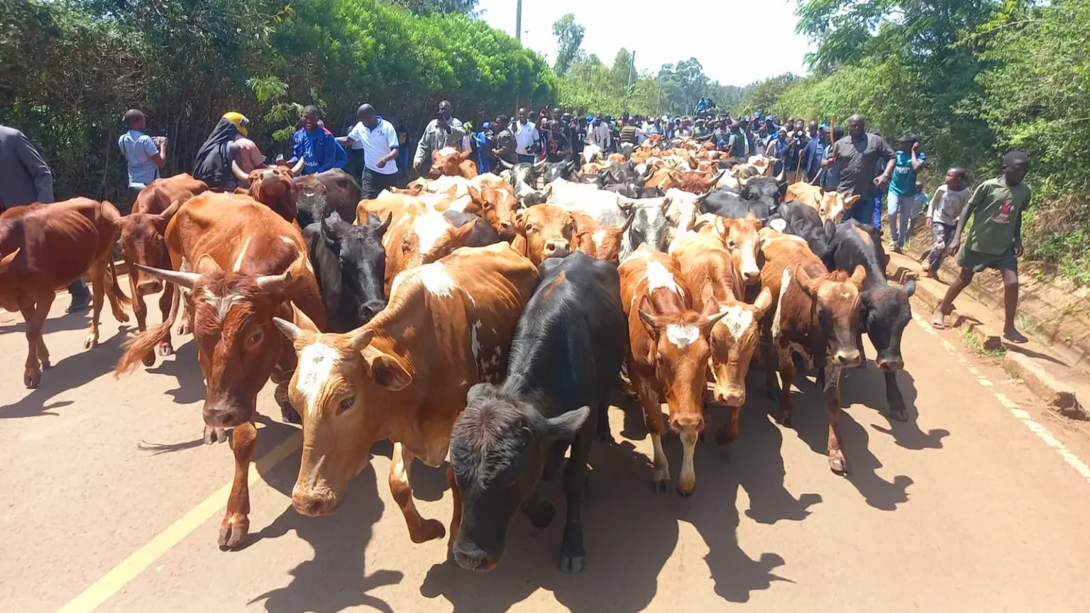 ‘Jowi! Jowi!’: Kalonzo honours late Raila Odinga with a traditional 100-cattle Tero Buru tribute