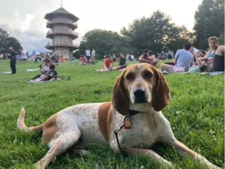 Kampala woman offers Shs 1 million reward for missing dog ‘Scout’ Kampala woman offers Shs 1 million reward after dog 'Scout' goes missing