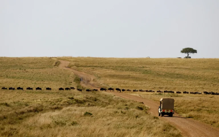 Environmentalist drops lawsuit challenging construction of luxury Maasai Mara camp scaled