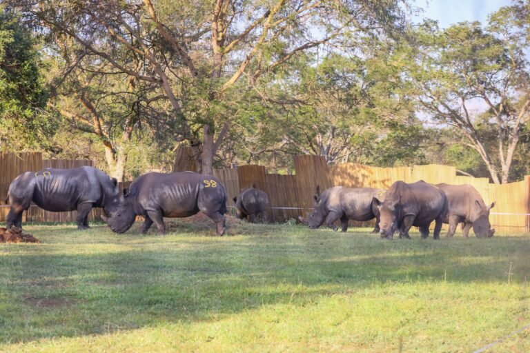 Uganda receives eight southern white rhinos from South Africa