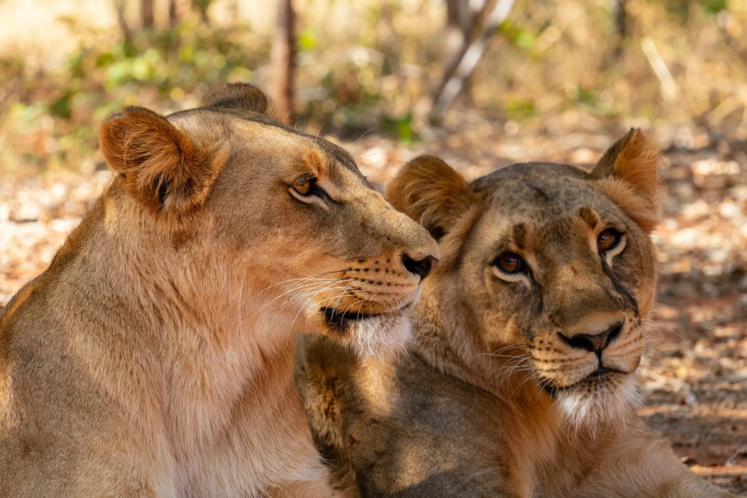 Two lionesses escape Nairobi National Park and stray into Ongata Rongai