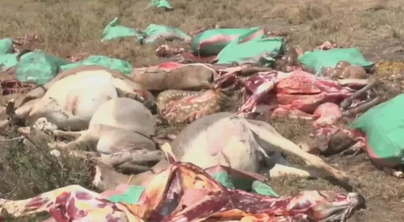 Police hunt suspects after 34 donkeys slaughtered for illegal meat trade in Kajiado