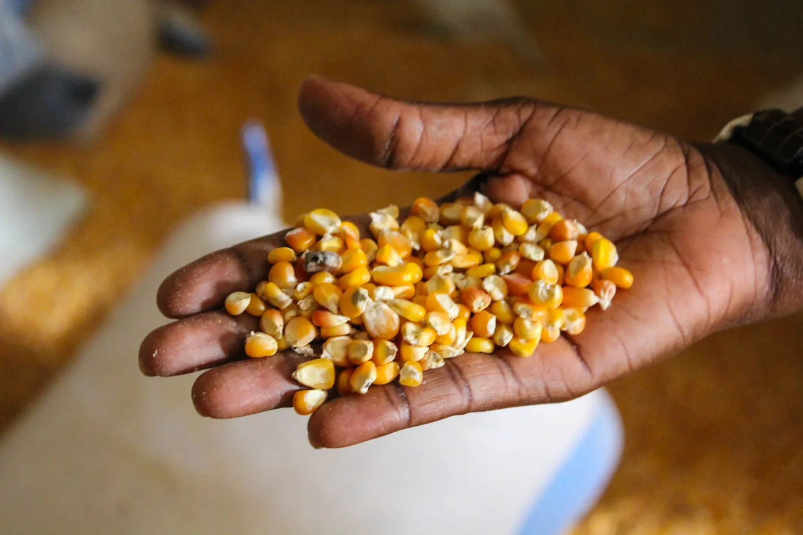 Kenya introduces KSh2 billion maize seed subsidy ahead of planting season