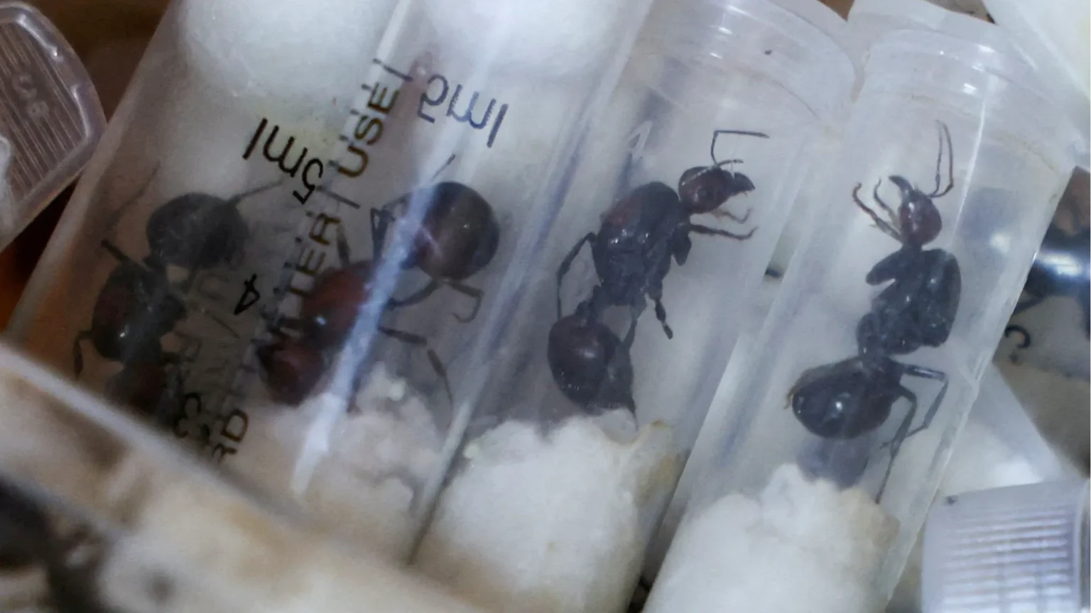 Chinese national jailed in Kenya for trying to smuggle 2,000 live queen ants