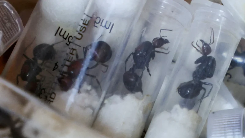Chinese national jailed in Kenya for trying to smuggle 2,000 live queen ants