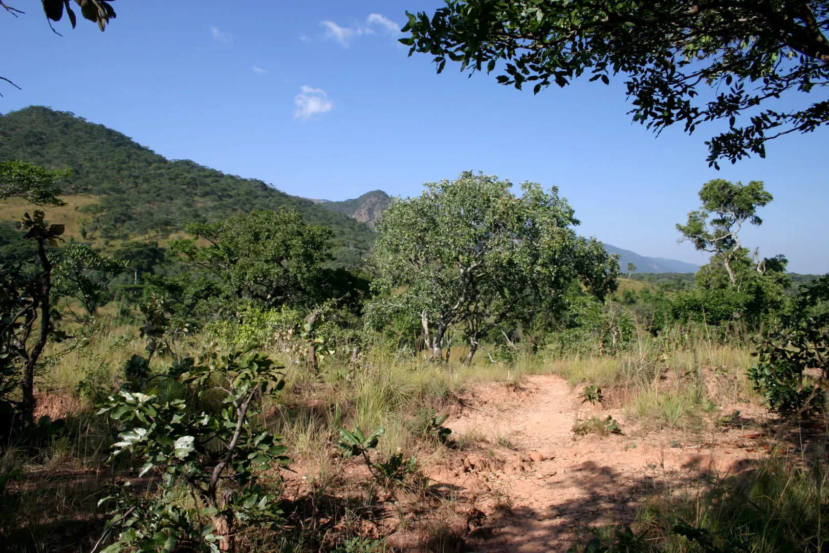 Ugandan man, 50, collapses and dies during intimacy in the bush Ugandan man, 50, collapses and dies during intimacy in the bush