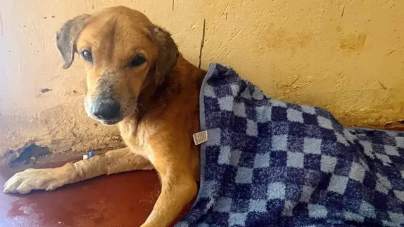 Inside Uganda’s viral 'dog rescue' scam exposing cruelty behind global social media fundraising