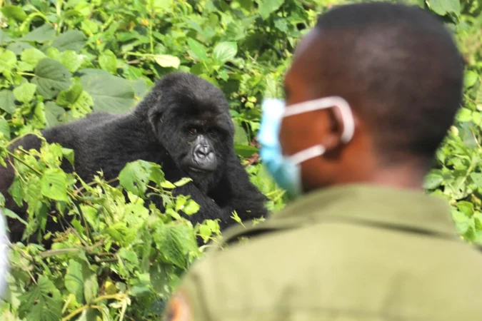 UWA staff on trial over Shs9.3bn gorilla tracking permit scandal