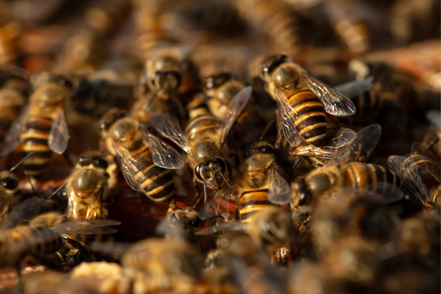 16 pupils hospitalised after bee attack during school trip in Baringo 16 pupils hospitalised after bee attack during school trip in Baringo