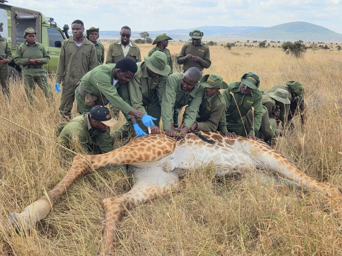 KWS rescues giraffe trapped in wire snare at Athi Kapiti Ranch KWS rescues giraffe trapped in wire snare at Athi Kapiti Ranch