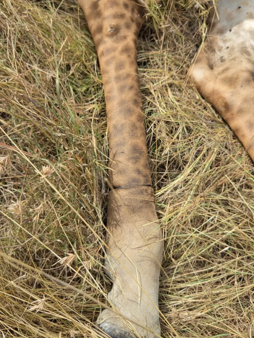 KWS rescues giraffe trapped in snare at Athi Kapiti Ranch