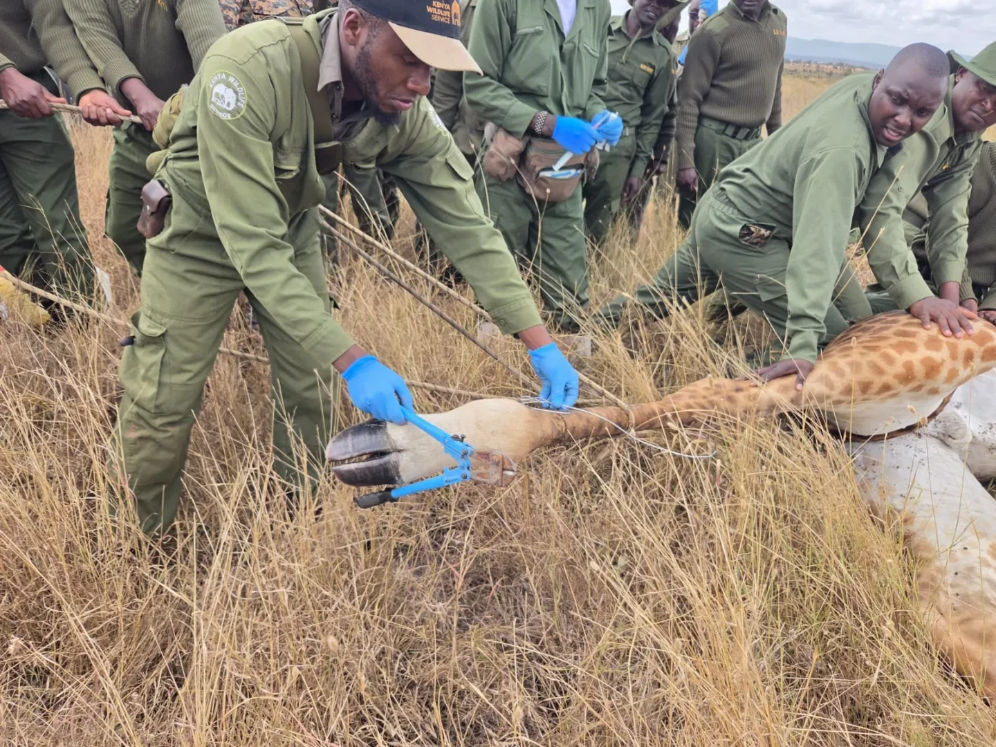 KWS rescues giraffe trapped in snare at Athi Kapiti Ranch