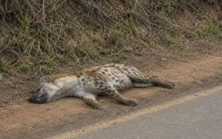 Dead hyena found in Ongata Rongai, residents warned over morning runs Dead hyena found in Ongata Rongai