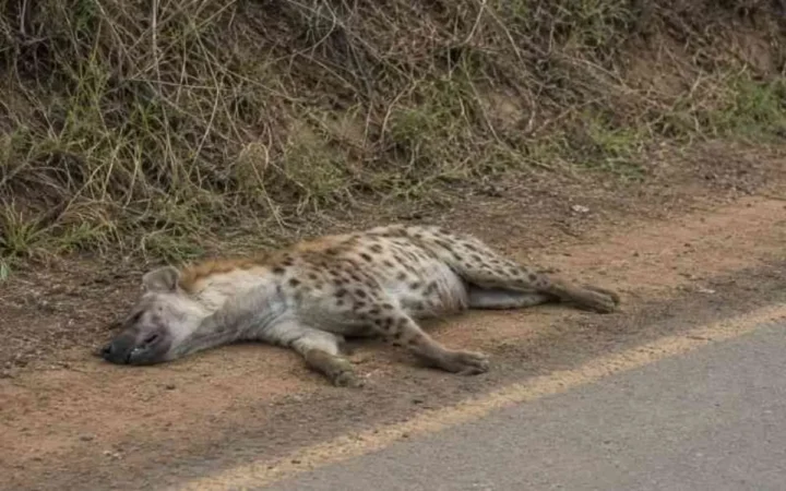 Dead hyena found in Ongata Rongai, residents warned over morning runs Dead hyena found in Ongata Rongai