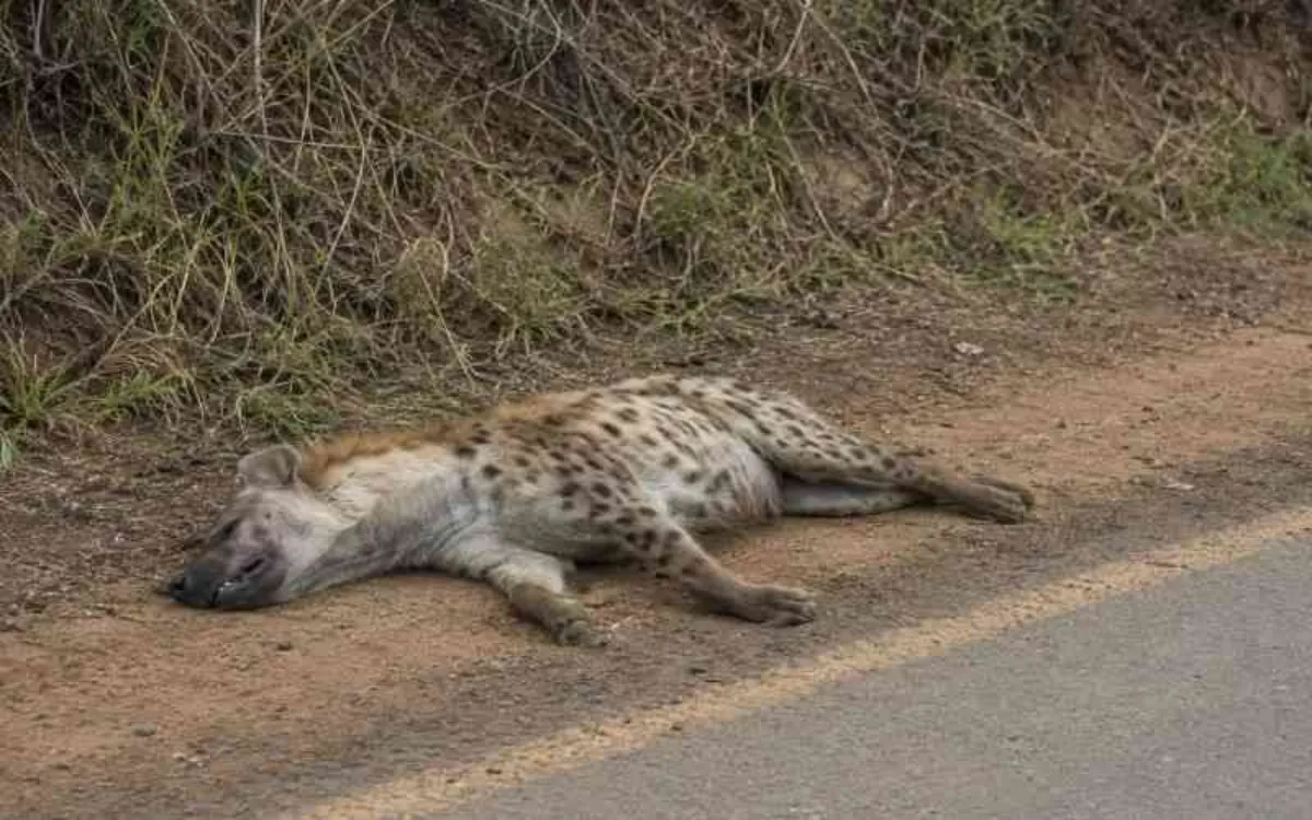 Dead hyena found in Ongata Rongai, residents warned over morning runs Dead hyena found in Ongata Rongai