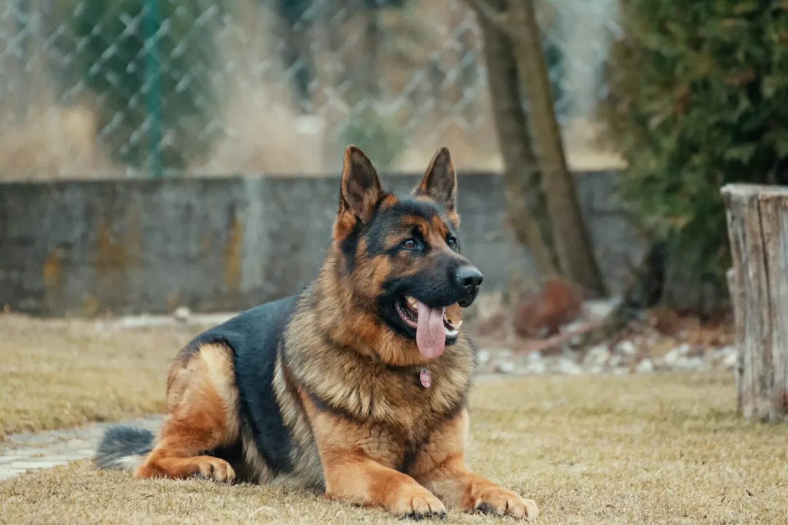 German Shepherd helps catch suspected phone snatcher in Nairobi’s Kileleshwa German Shepherd helps catch suspected phone snatcher in Nairobi’s Kileleshwa