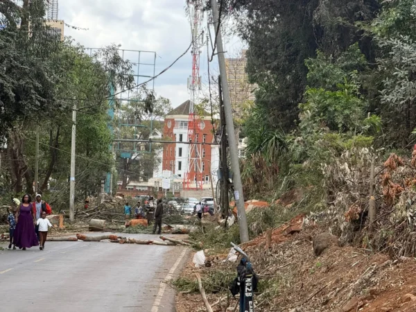 Outrage in Nairobi as mature trees felled along State House Road Outrage in Nairobi as mature trees felled along State House Road